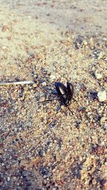 Close-up of insect on beach