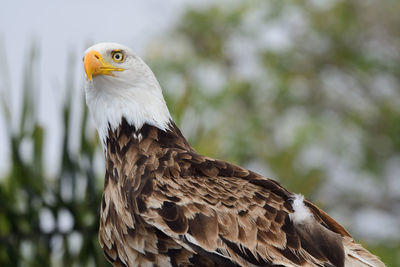 Close-up of a bald eagle against blurred background