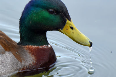 Close-up of duck in water