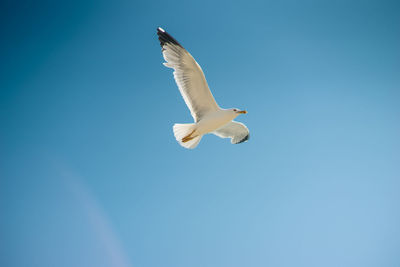 Low angle view of seagull flying