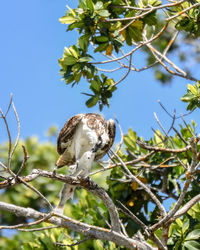 Low angle view of bird perching on branch