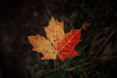 Close-up of maple leaf on land