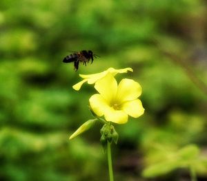 Close-up of bee on flower