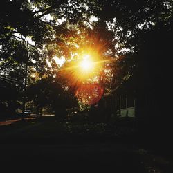 Road along trees