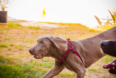 Close-up of dog on field