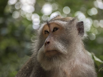 Close-up portrait of monkey