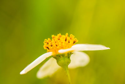 Close-up of yellow flower