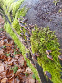 Close-up of moss growing on tree trunk