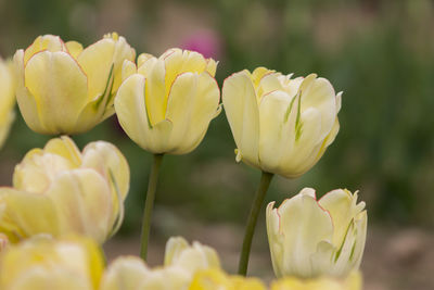 Close-up of yellow flowers blooming outdoors