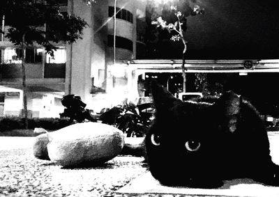 Close-up of illuminated tree