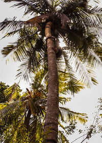 Low angle view of coconut palm tree against sky