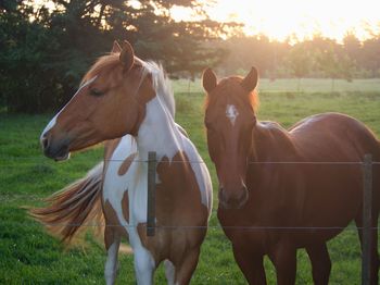 Horses standing in ranch