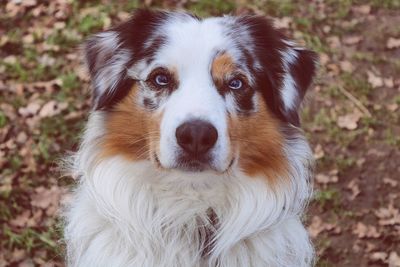 Close-up portrait of dog