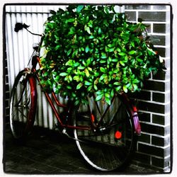 Bicycle parked in garden