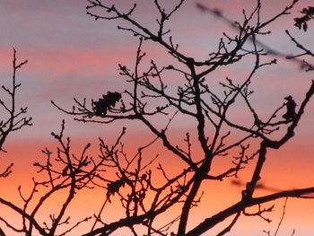 Low angle view of silhouette tree against dramatic sky