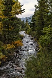 Stream flowing amidst trees in forest against sky