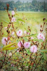 Pink flowers blooming in field