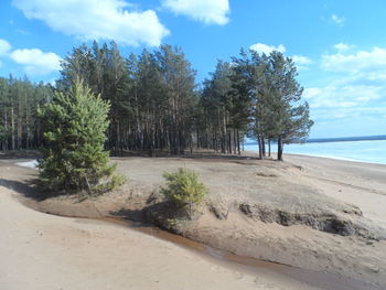 Trees on beach against sky