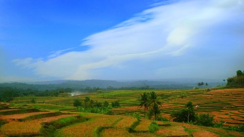 Scenic view of agricultural field against sky
