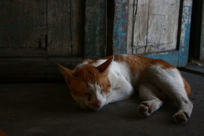 Close-up of cat on floor