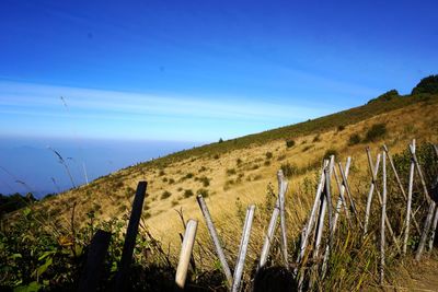 Scenic view of field by sea against blue sky