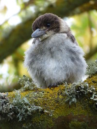 Close-up of a bird looking away