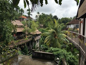 House amidst trees and plants against sky