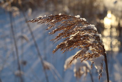 Close-up of wilted plant during winter