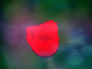 Close-up of red rose flower