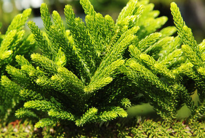 Close-up of fresh green plant