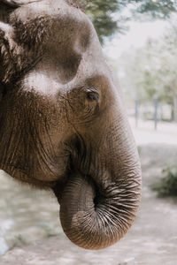 Close-up portrait of elephant