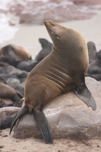 Closeup portrait of cape fur seal at cape cross seal colony along the skeleton coast of namibia.