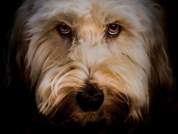 Close-up portrait of dog