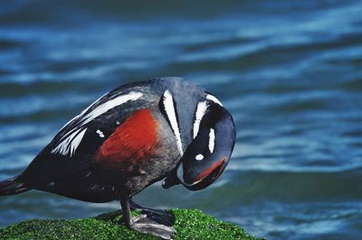 Close-up of duck swimming in sea