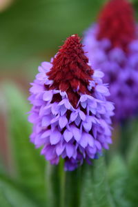 Close-up of purple dahlia flower