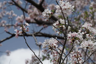 Close-up of cherry blossom