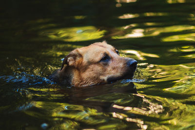 Dog swimming in lake