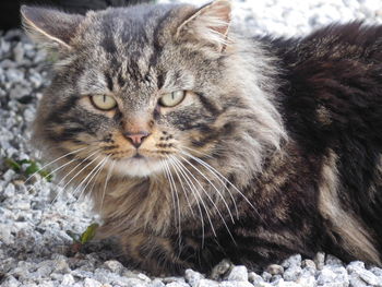 Close-up portrait of cat