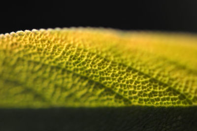 Close-up of fern