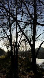 Bare trees on landscape