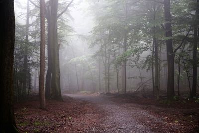 Trees in forest