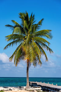 Palm tree by sea against blue sky