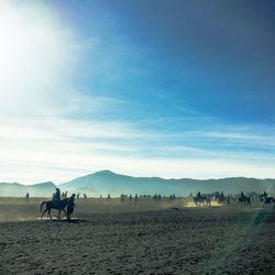 View of horses on beach against sky