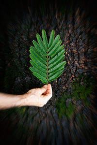 High angle view of leaf on plant