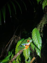 Close-up of frog on leaf