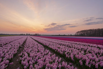 Scenic view of lavender field against sky during sunset