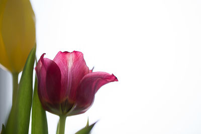 Close-up of pink tulips against white background