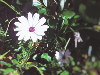 Close-up of white flower blooming in garden