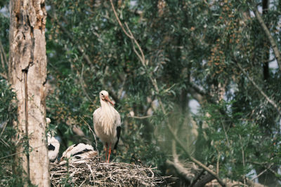 White stork perching in nest on a tree