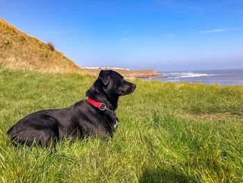 Dog looking at the sea